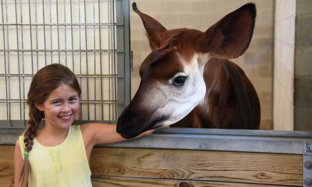 Indulge Your Senses with New Sense of Africa Tour at Disney’s Animal Kingdom Lodge