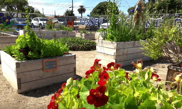 Teaching Garden Built by Disney VoluntEARS at Local School Inspires Disneyland Resort Chefs’ Cooking Class for Students