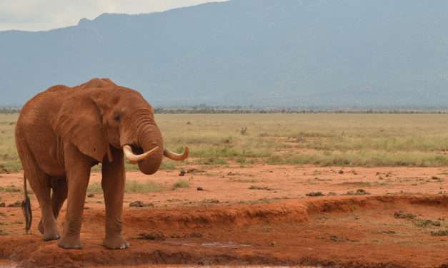 Wildlife Wednesday: Disney Helps ‘Reverse the Decline’ of Elephants