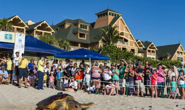 Wildlife Wednesday: Ready, Set, Swim! Tour de Turtles Marathon Begins