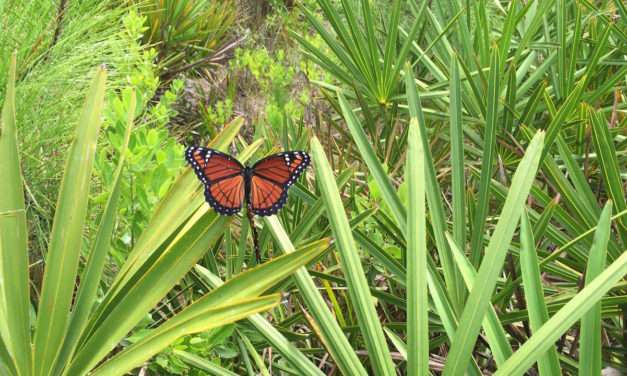 Help ‘Reverse the Decline’ of Butterflies