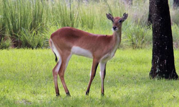 Meet Our Red Lechwe, New Pelican Chicks