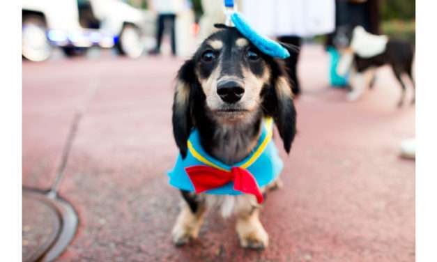 Disney Dog Halloween Costume Ideas Perfect for Your Pet