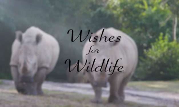 Children Share Their Wishes for Wildlife: Rhinos