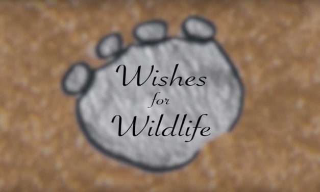 Make Wishes and Take Action for Wildlife In The New Year