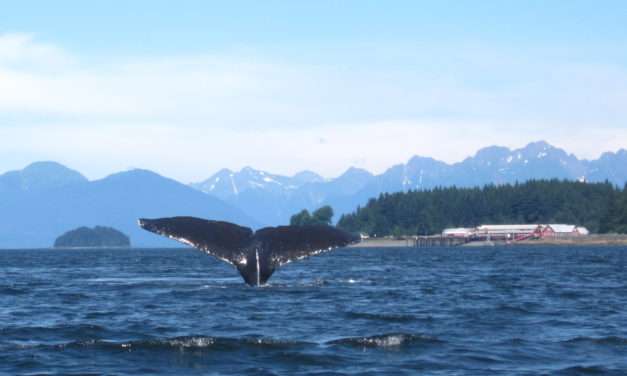 Exploring Alaska’s Icy Strait Point with Disney Cruise Line: Wildlife Adventures