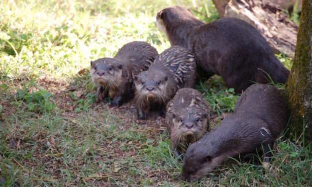 Otter Pup-Date from the Tree of Life