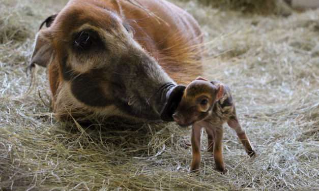 Red River Hogs are Born at Disney’s Animal Kingdom Lodge