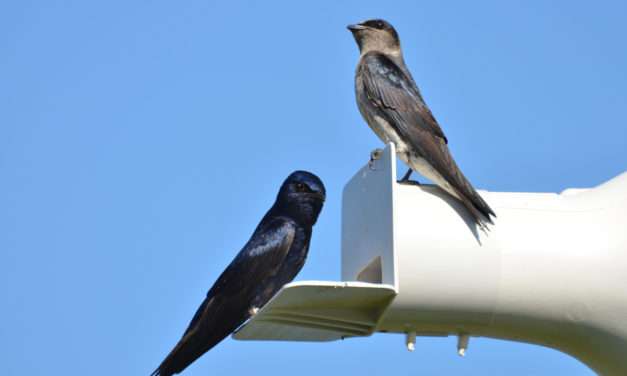 We’re Learning So Much About Purple Martins!