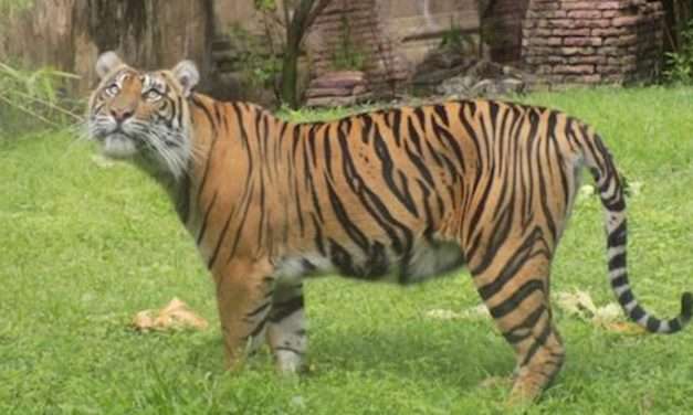 Disney Supports Tiger Conservation, Announces Big News For Global Tiger Day