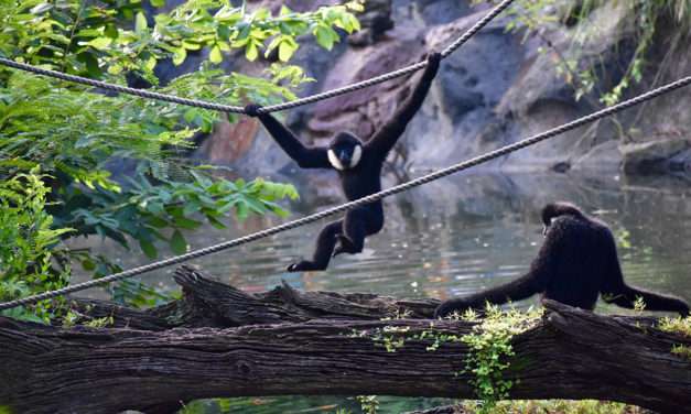 Meet Harper, One of the Gibbons at Disney’s Animal Kingdom