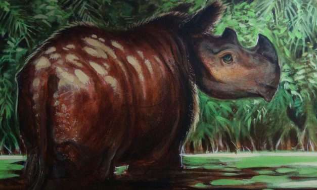 Imagineers Donate Personal Art to International Rhino Foundation Auction