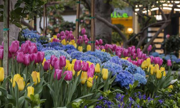 Beautiful Flowers in Downtown Disney District at Disneyland Resort