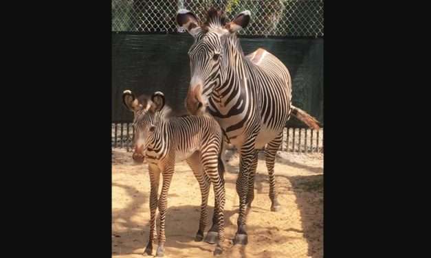 Grevy’s Zebra Foals Join the Herd at Disney’s Animal Kingdom