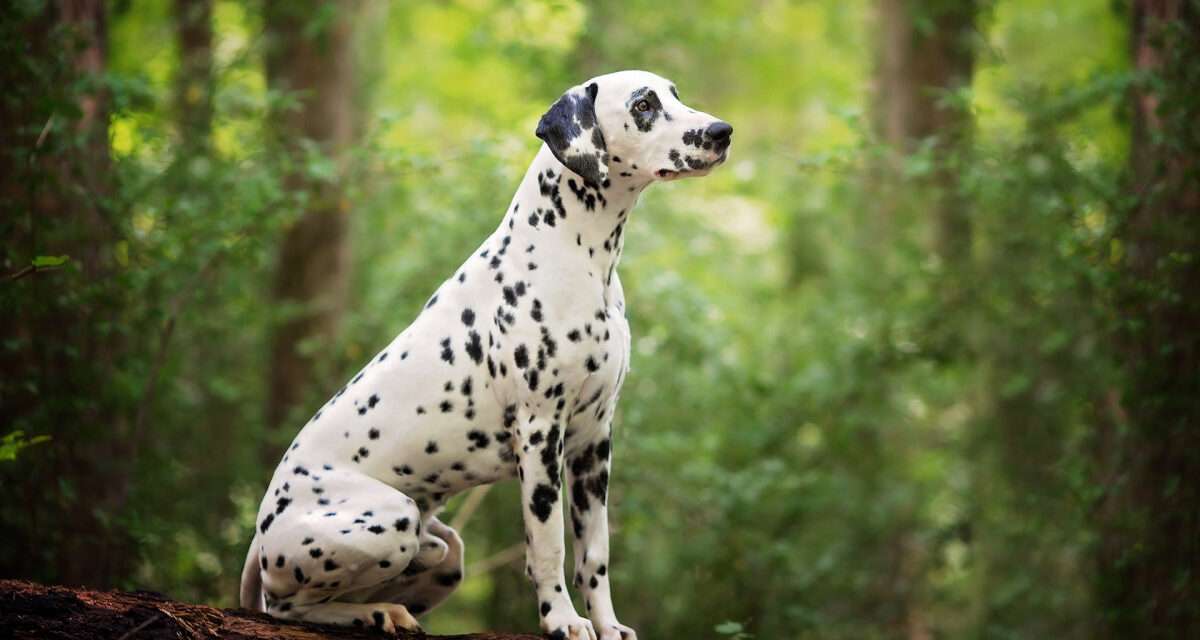 From Shelter to Happily Ever After: Pongo’s Disney-esque Adoption Journey