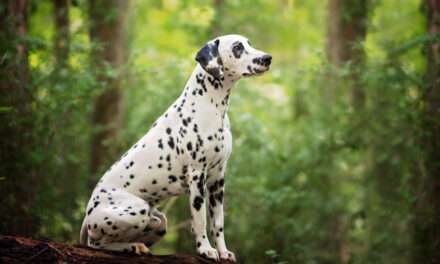 Real-Life Pongo: The Enchanting Tale of a Dalmatian Waiting for His Happily Ever After