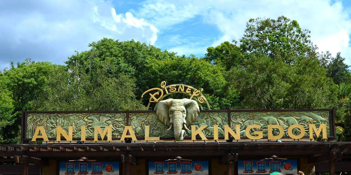 Unsettling Experiences and Exciting Changes at Disney’s Animal Kingdom