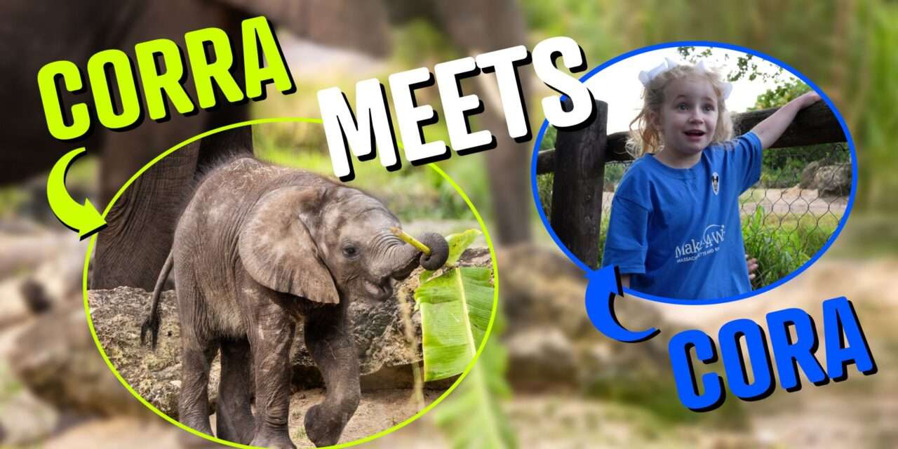 Cora’s Magical Adventure at Disney’s Animal Kingdom: A Heartwarming Tale of Hope