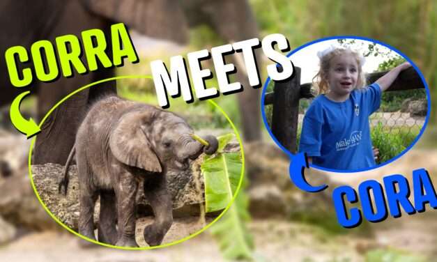 Cora’s Magical Adventure at Disney’s Animal Kingdom: A Heartwarming Tale of Hope