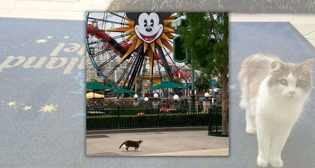 Unveiling the Furry Residents of Disneyland: The Secret Cat Squad