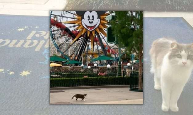 Unveiling the Furry Residents of Disneyland: The Secret Cat Squad